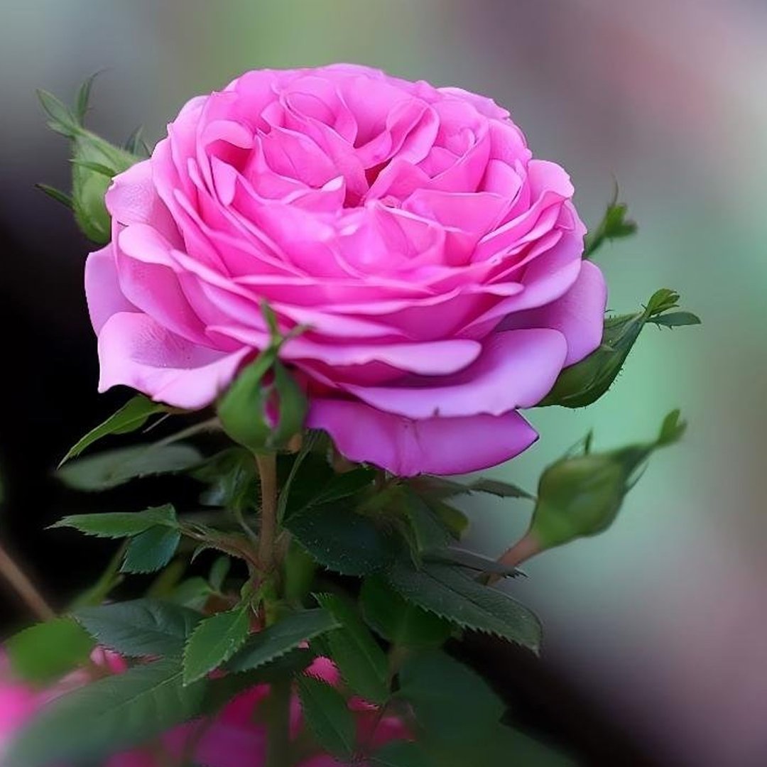 Rose Tea