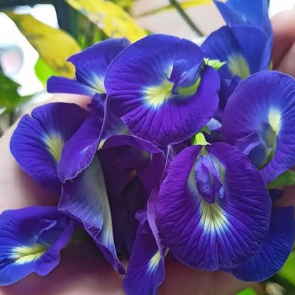 Blue Pea Tea